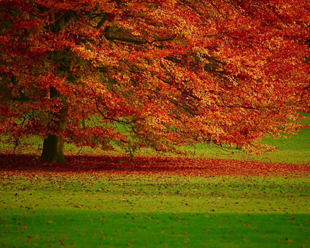 Пожелтевшее дерево с облетающей листвой обои