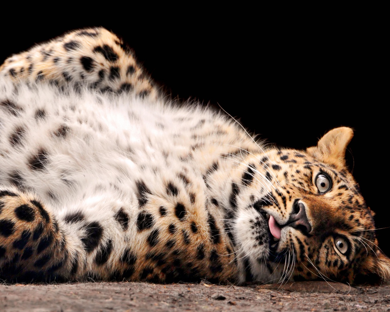 Большая пятнистая кошечка обои