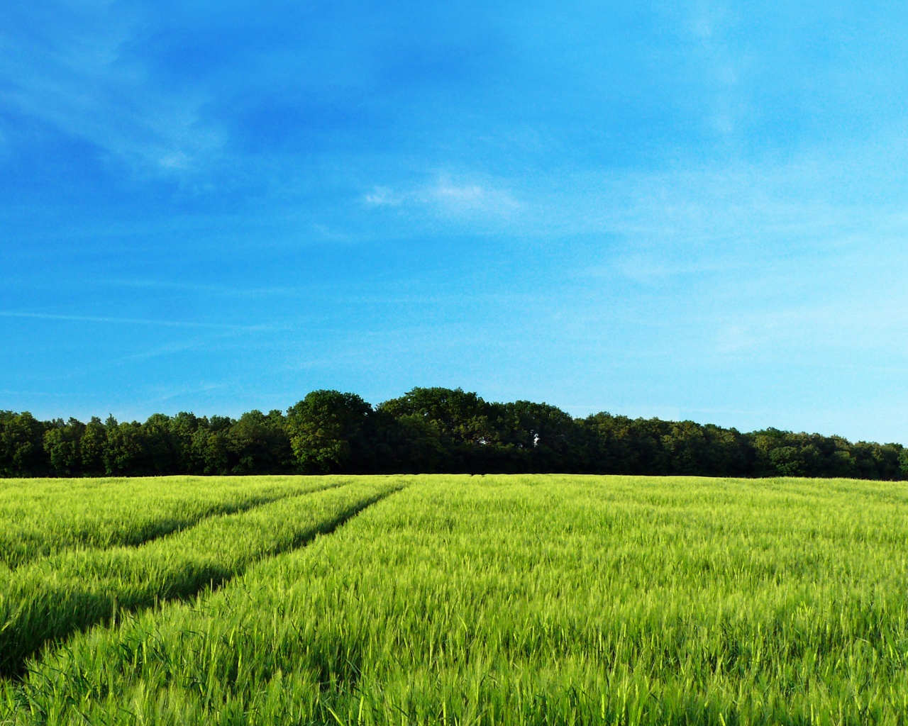 Следы колеи в поле обои