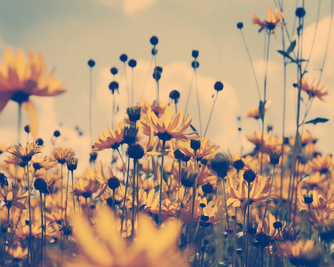 Полевые цветы летом обои