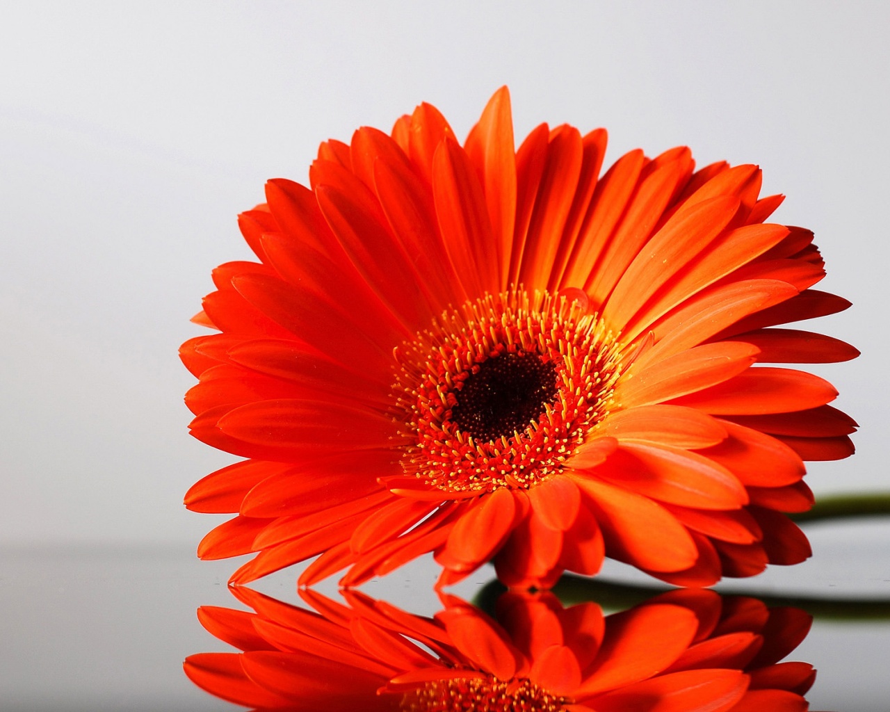 Гербер на стекле обои