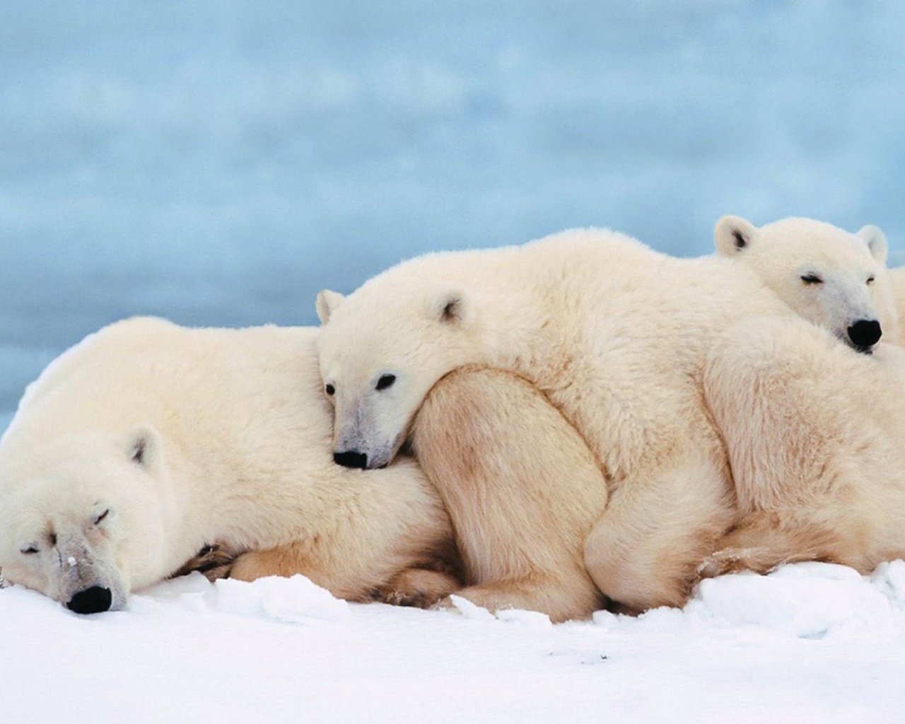 Белые мишки спят обои