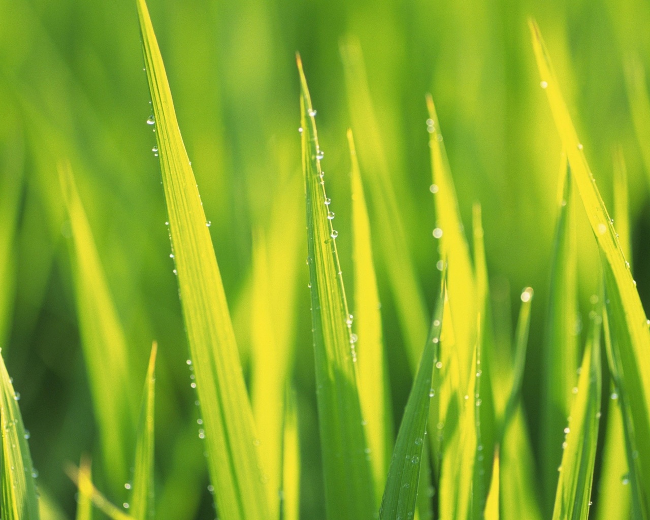 Яркая зеленая трава обои
