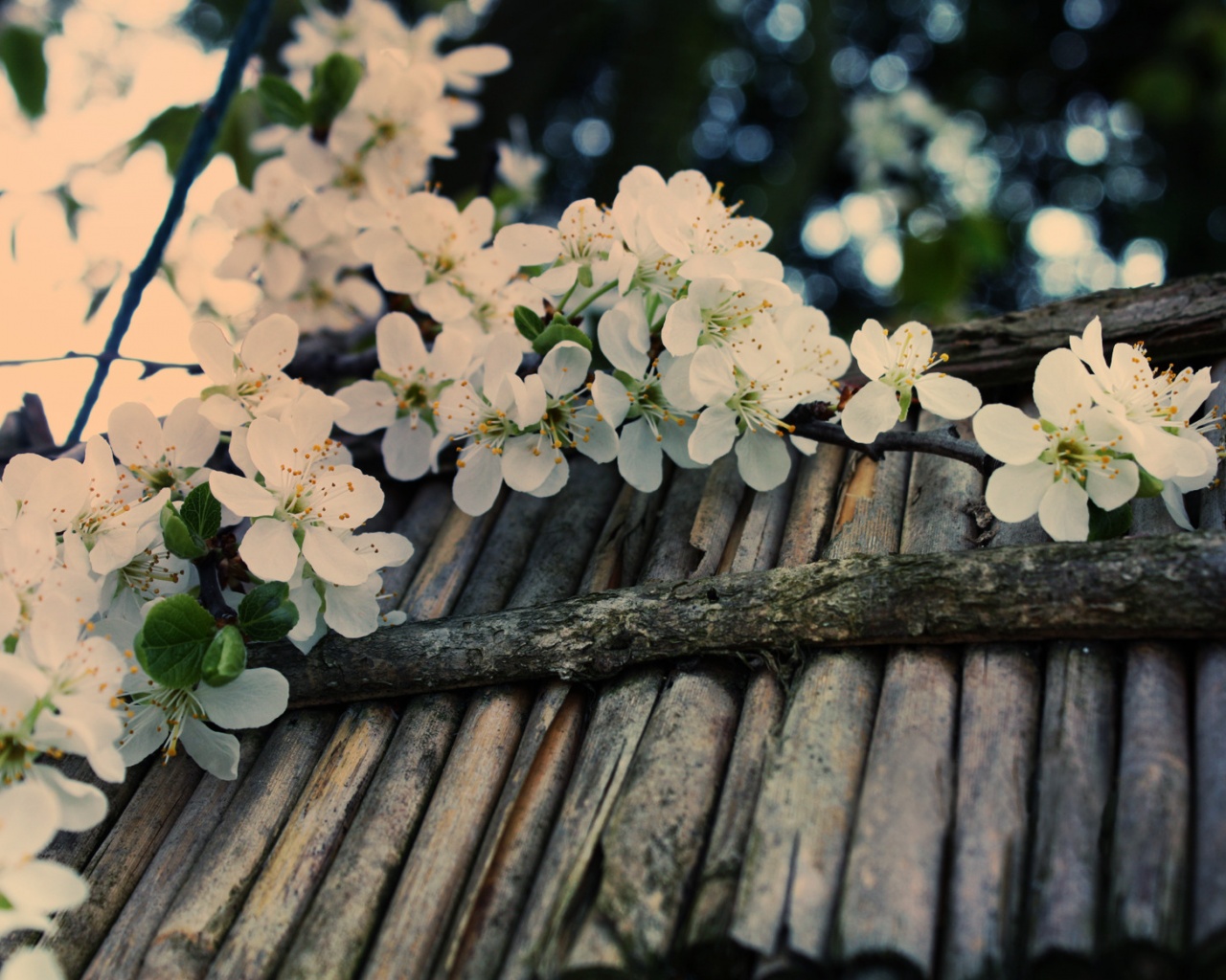 Веточка цветущей вишни обои