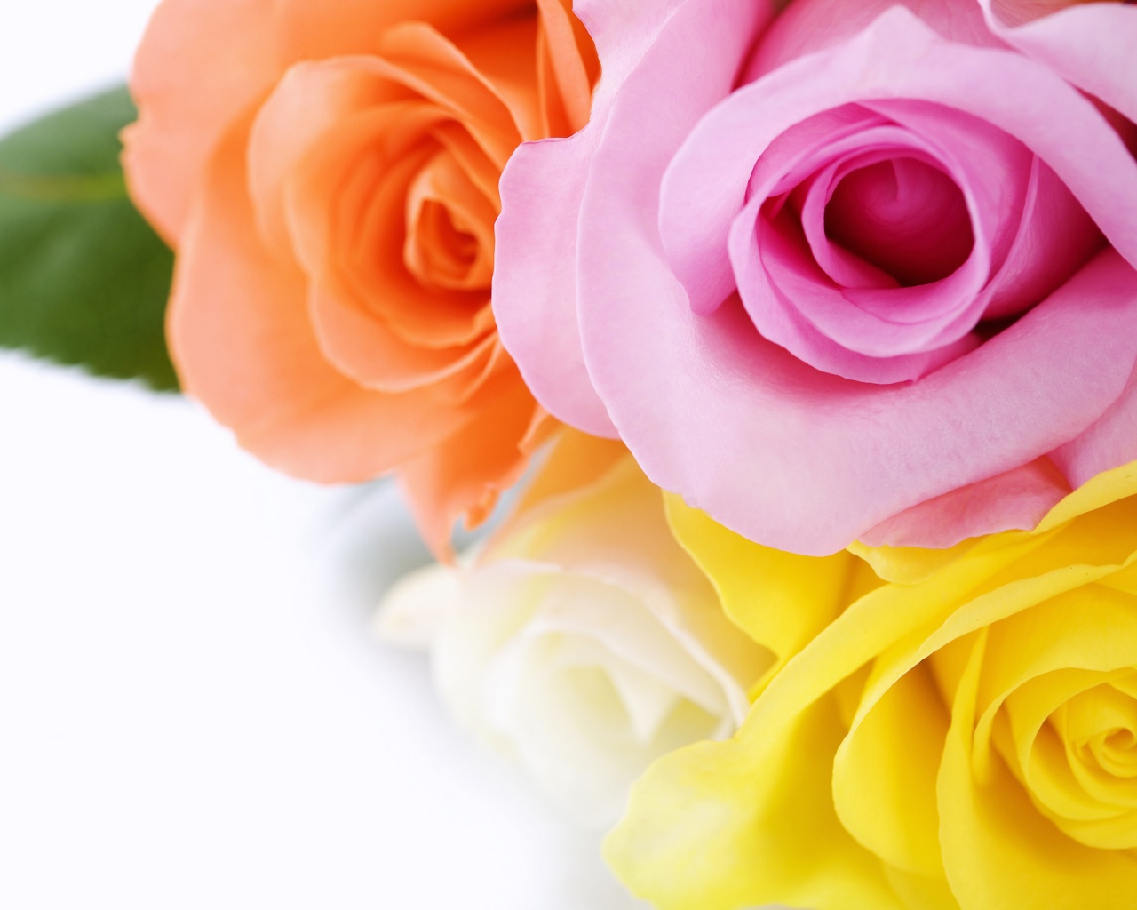 Букет разноцветных роз обои