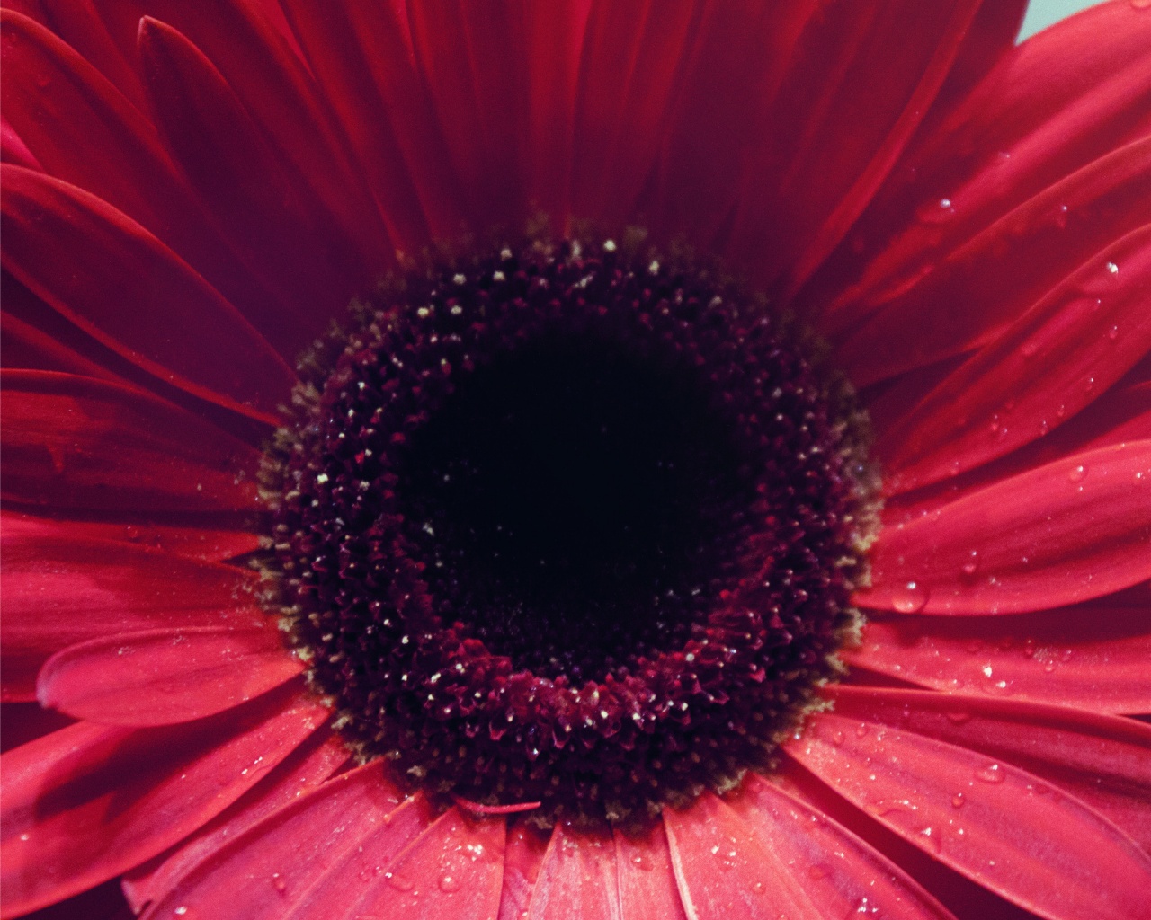 Красная гербера обои