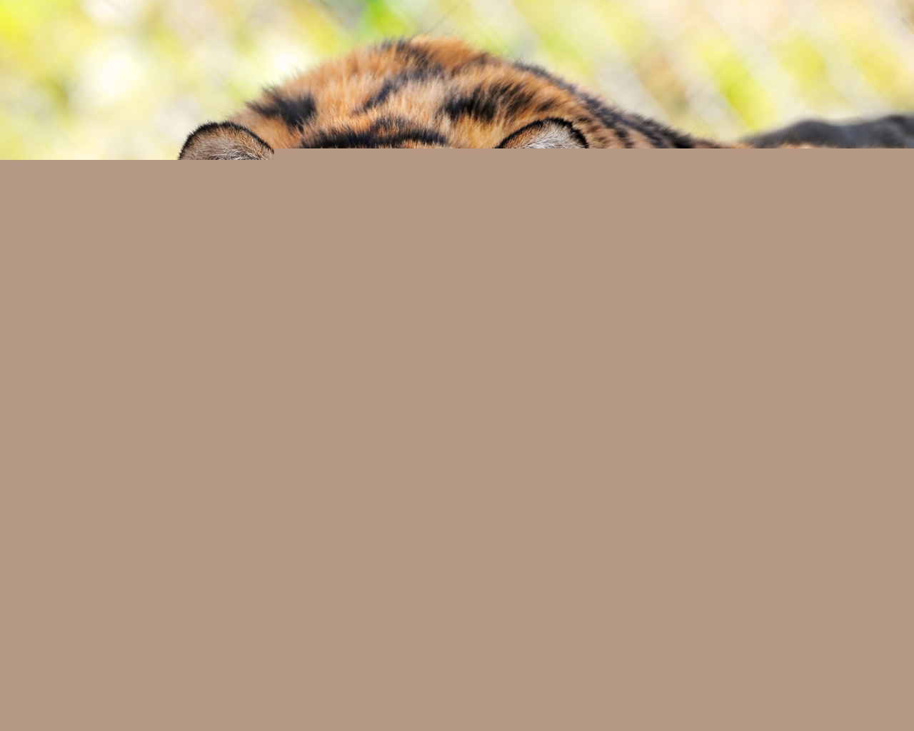 Большая полосатая кошка обои