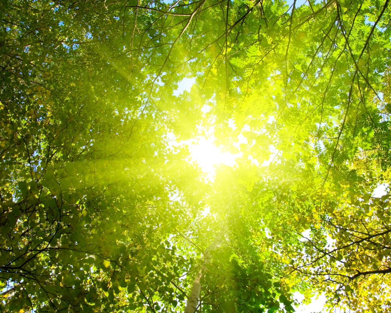 Яркий зеленоватый свет пробивающийся сквозь листву обои