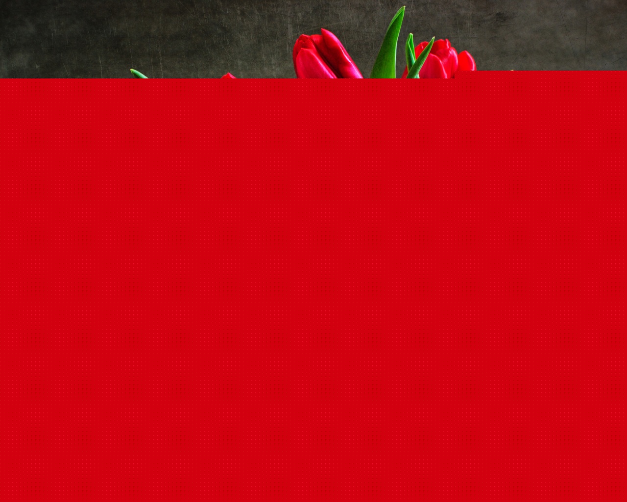 Букет красных тюльпанов обои