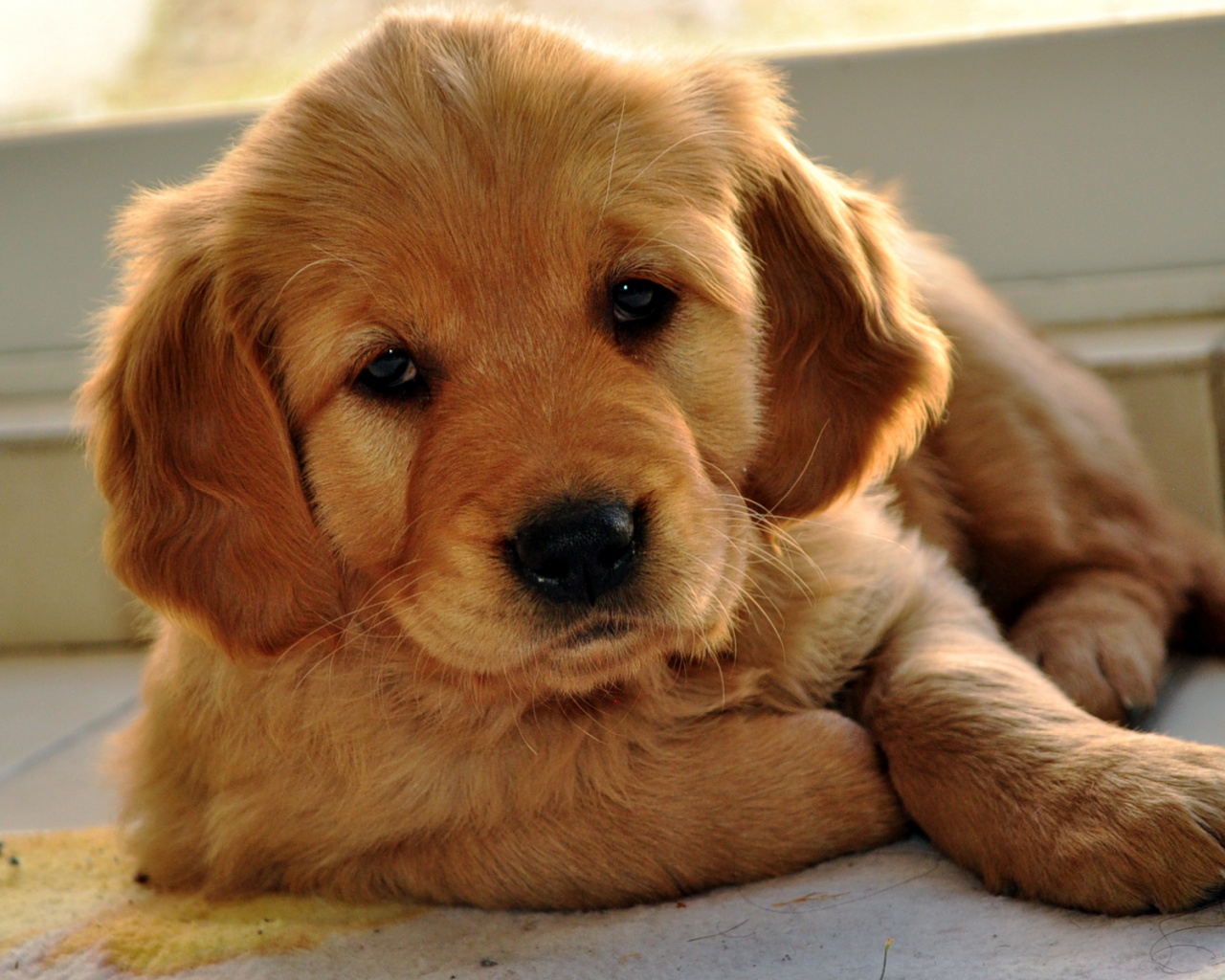 Сонный щенок лабрадора обои
