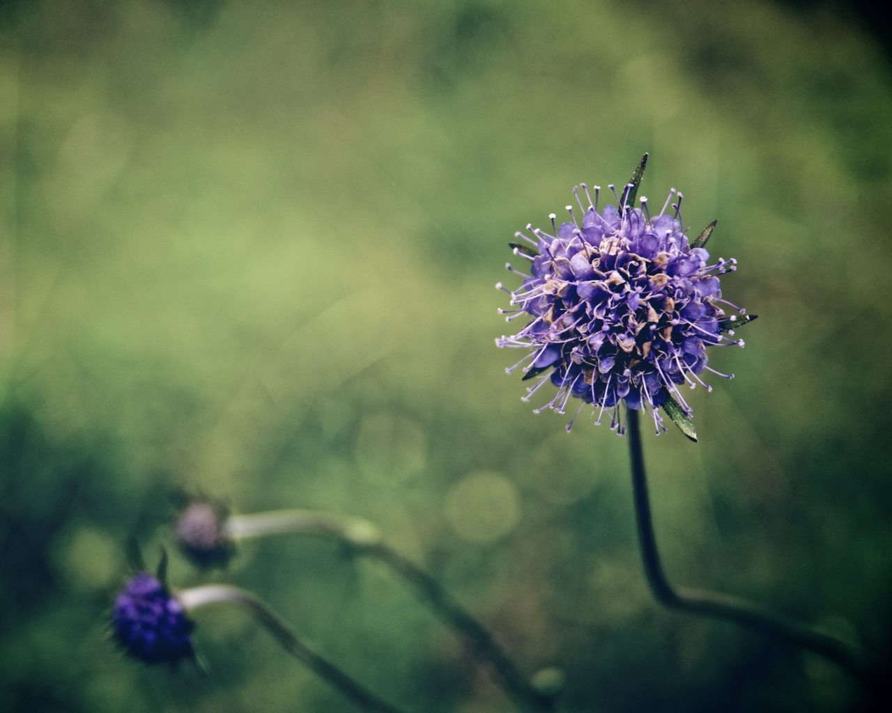 Цветок в макро обои