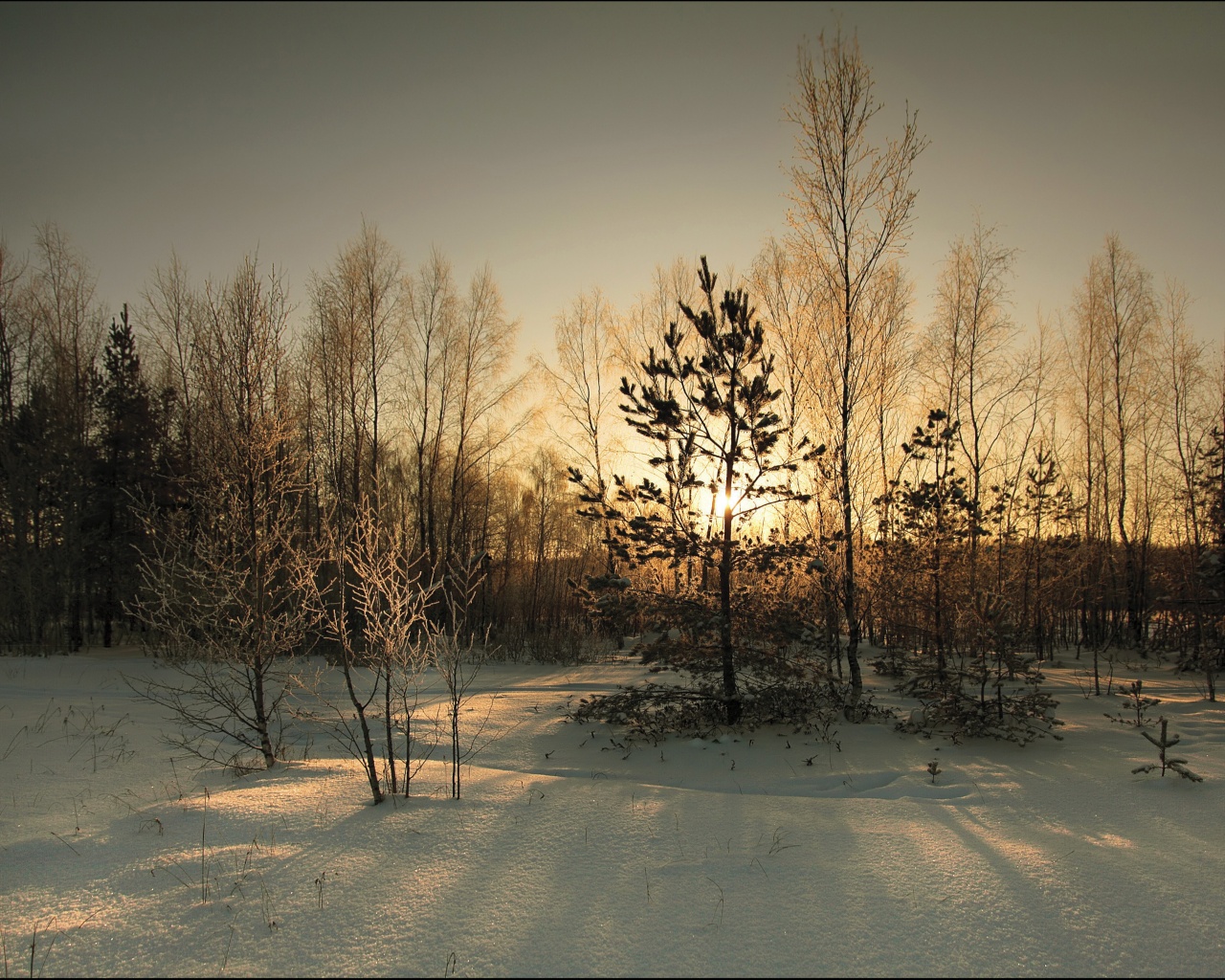 Зимний лес обои