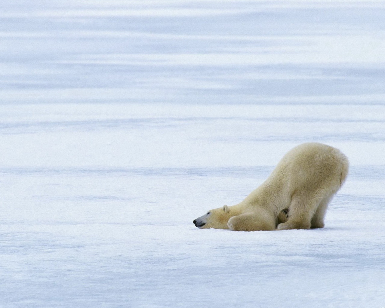Полярный мишка в смешной позе обои