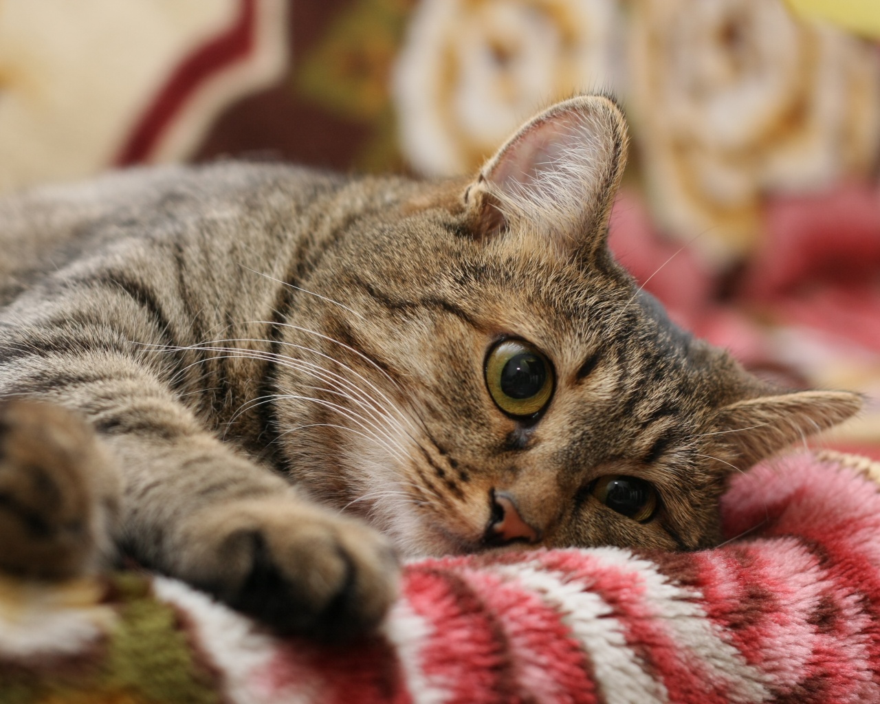 Полосатая кошка обои