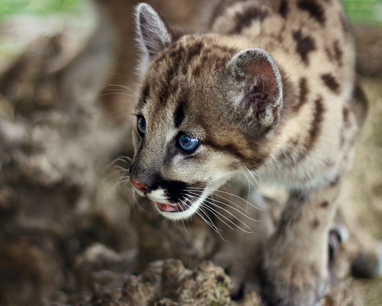 Котенок барса обои