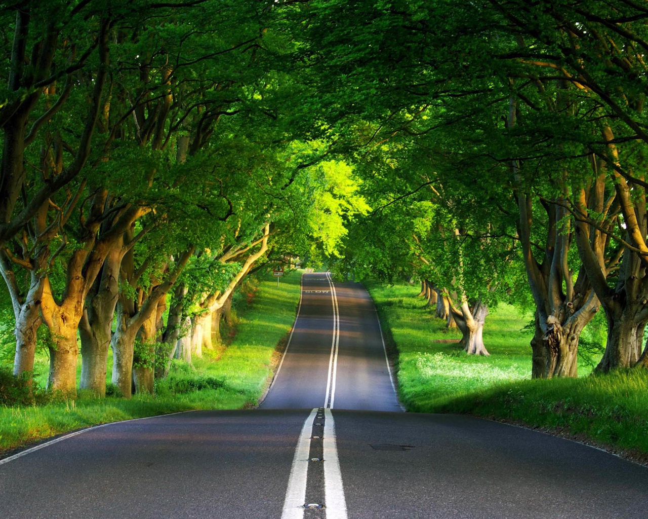 Дорога через лес обои