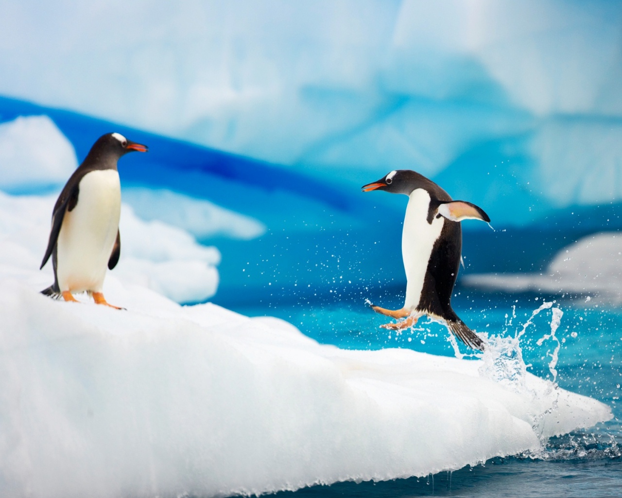 Пигвин запрыгивает на льдину обои