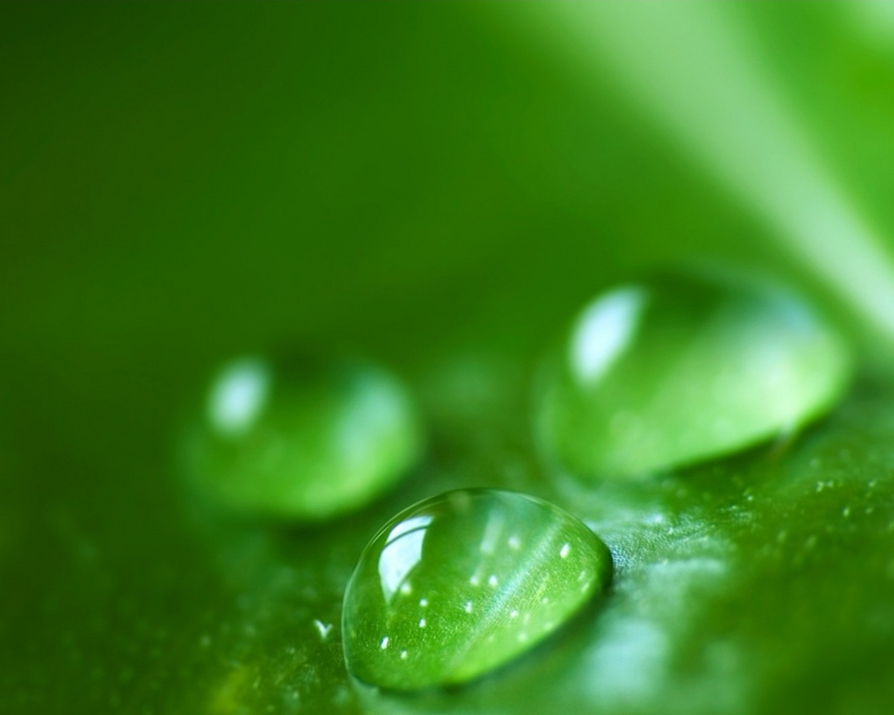Зеленые капли росы обои