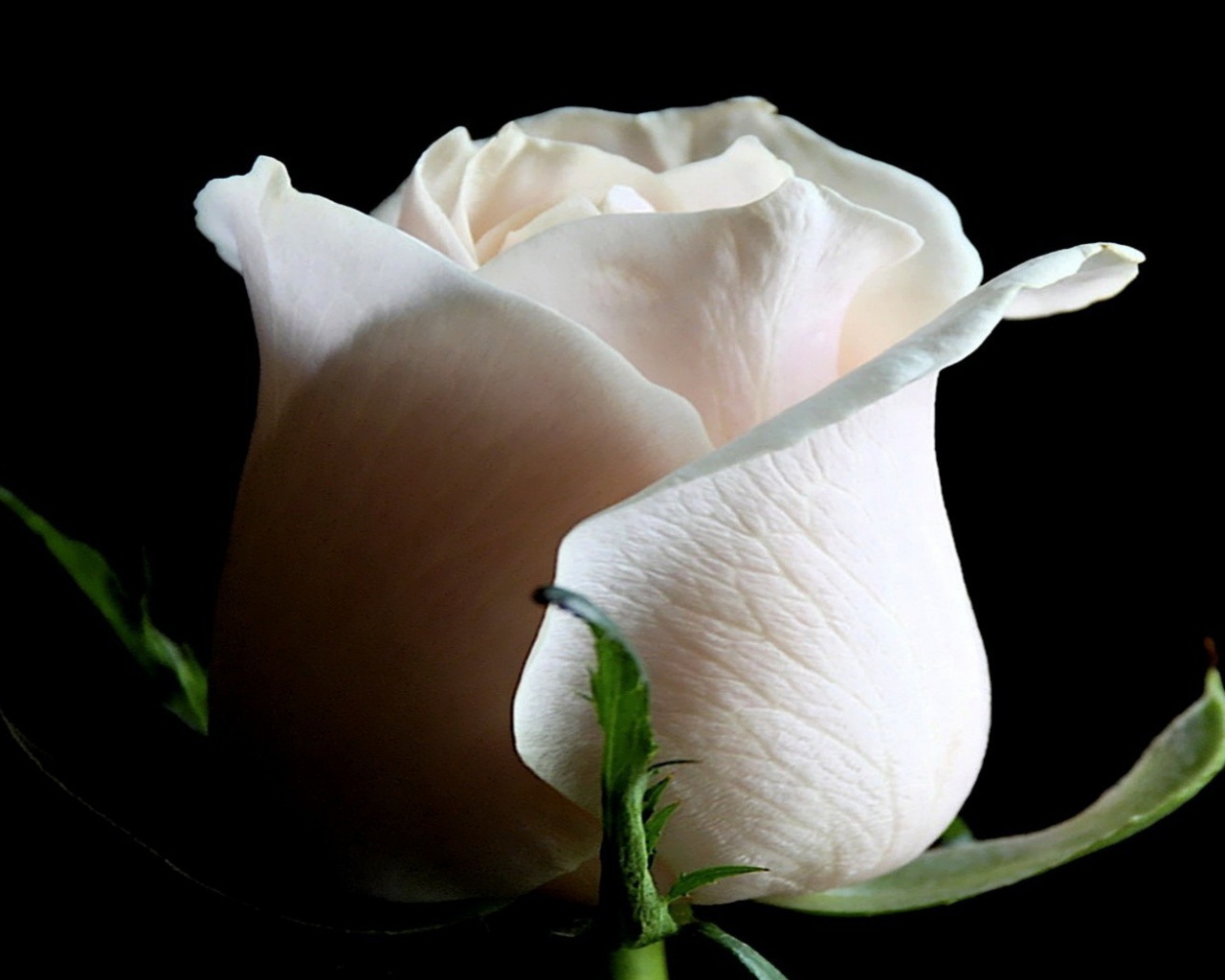 Бутон белой розы обои