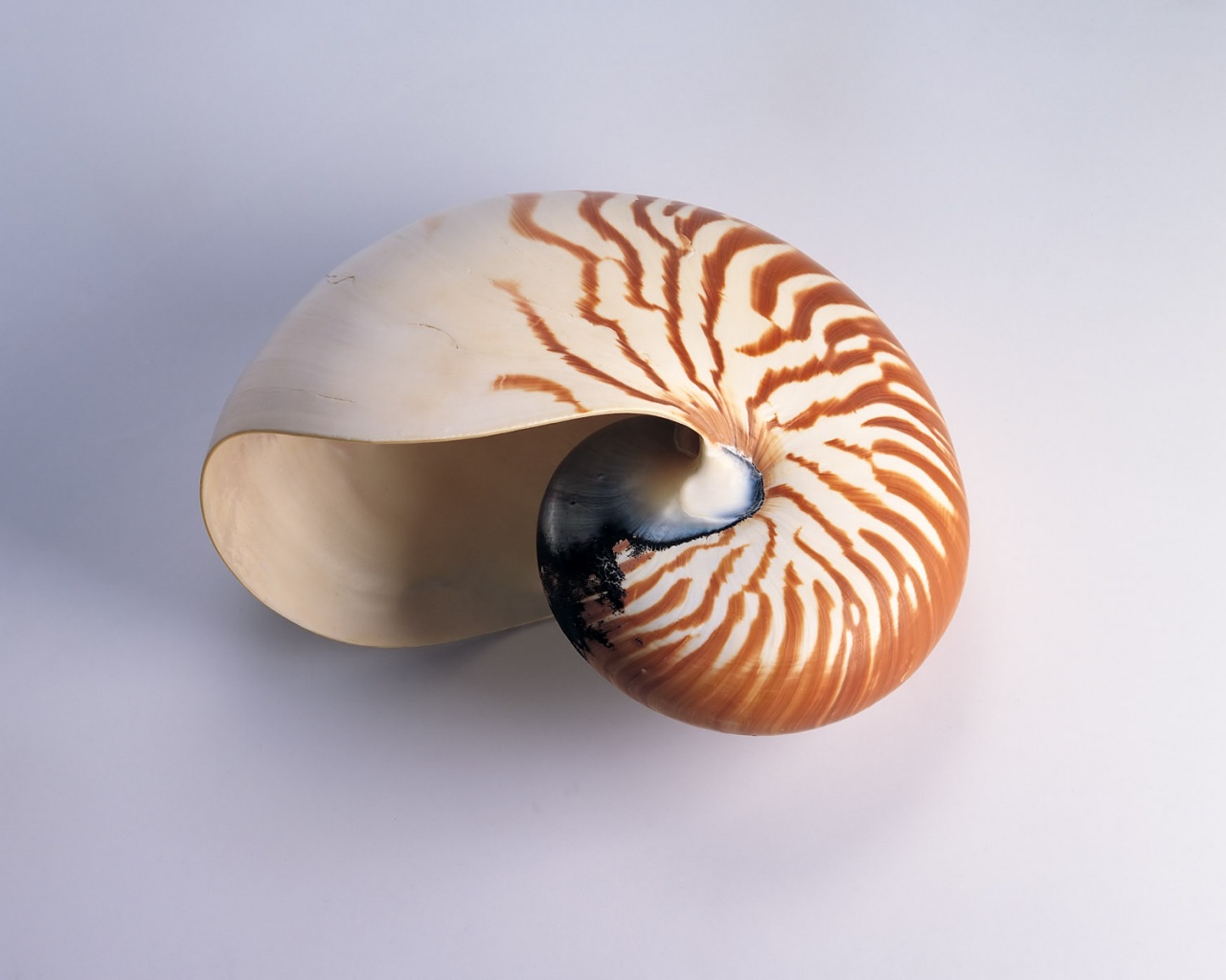 Ракушка в полоску обои