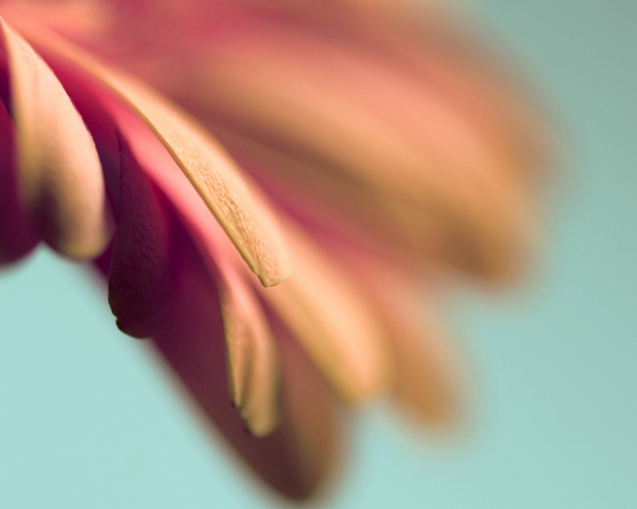 Лепестки цветка в макро обои