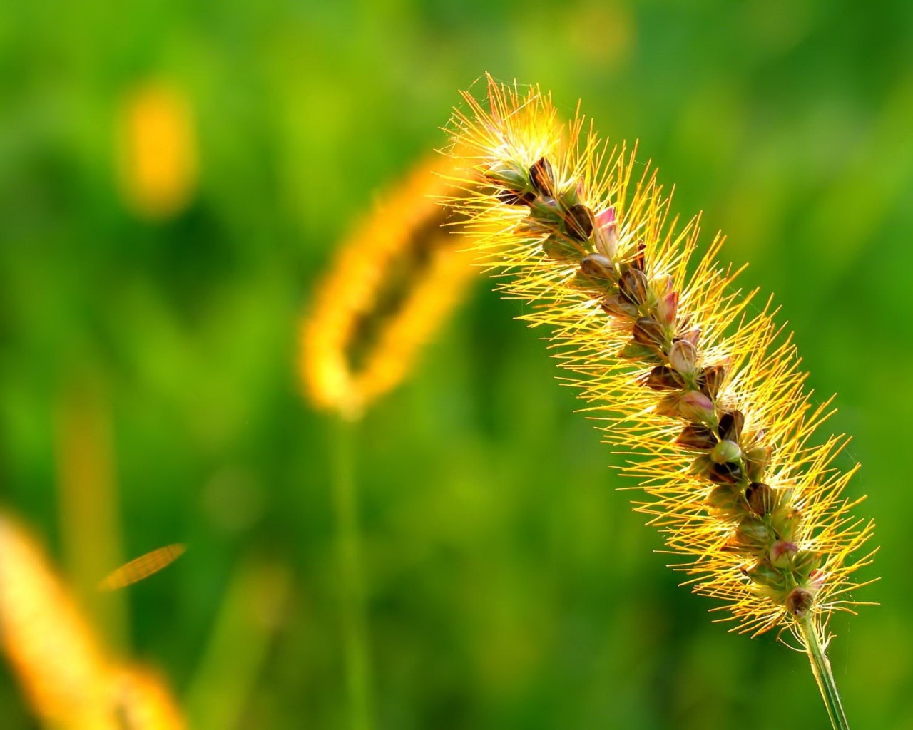 Колосок обои