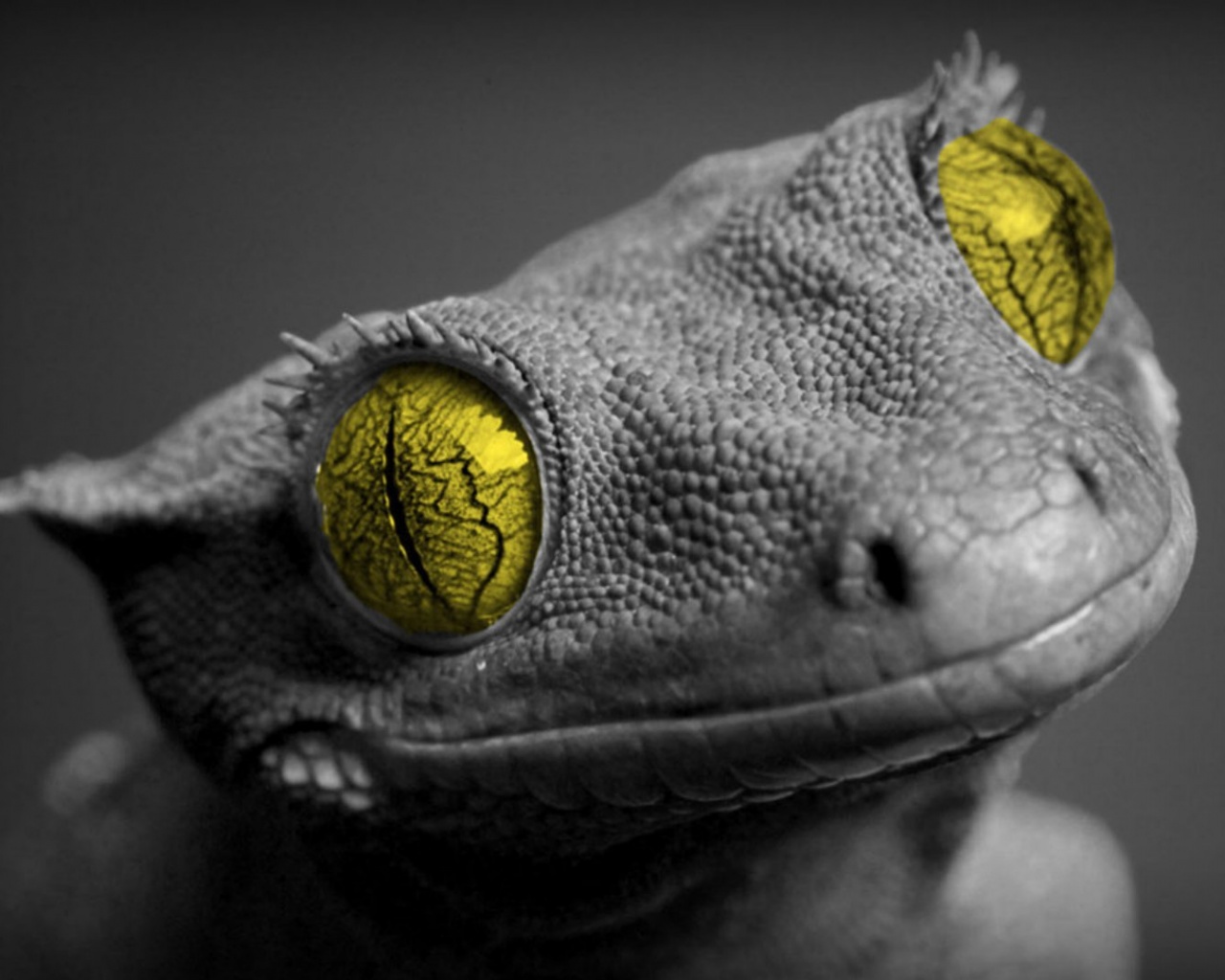 Ящерка обои