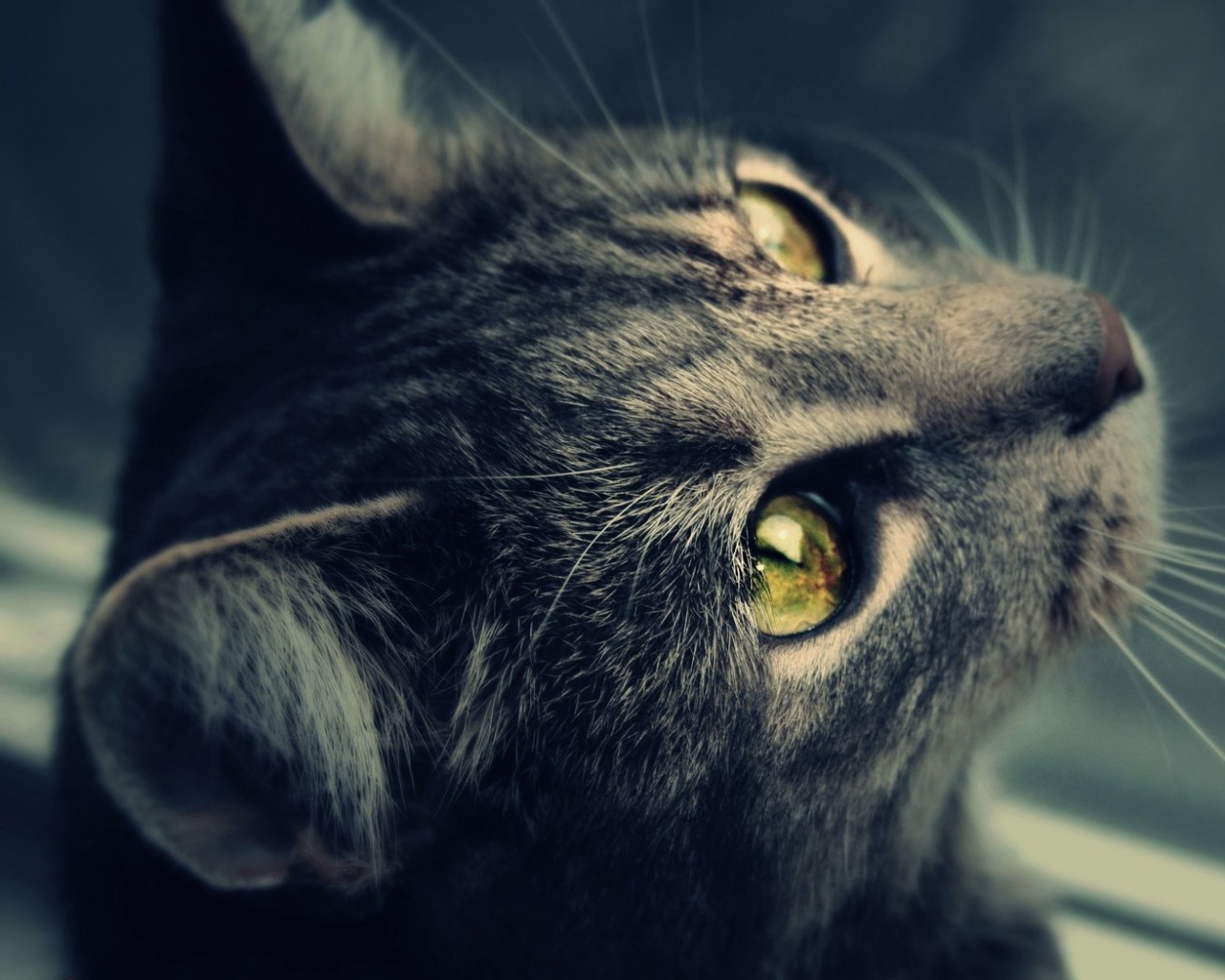 Кот с желтыми глазами обои