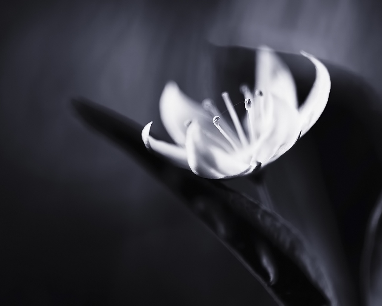 Белый цветок обои