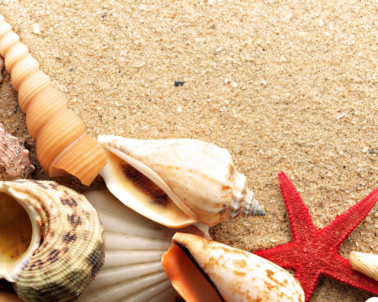 Морские раковины и звезды обои