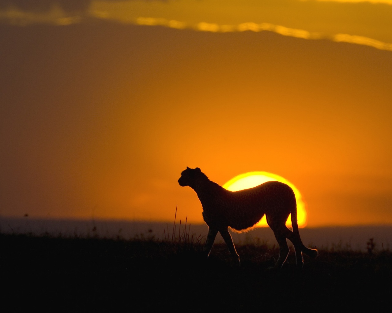 Гепард на закате обои