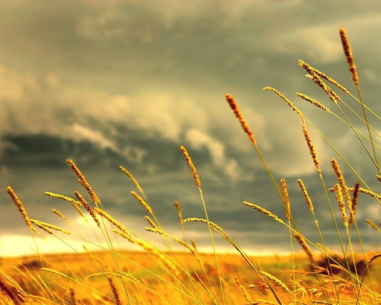 Золотистое поле обои