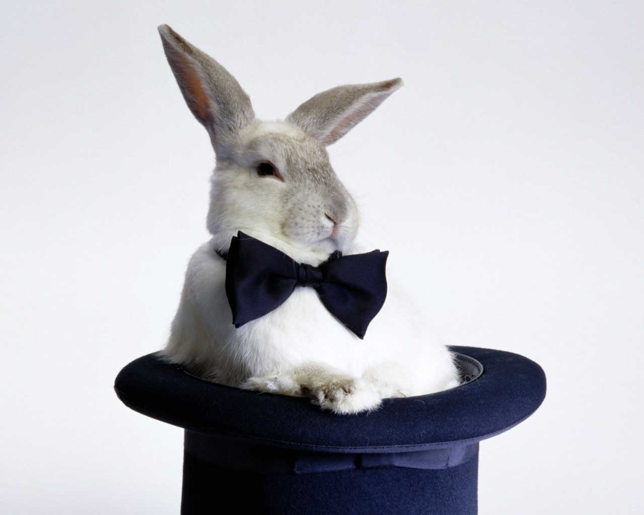Кролик в цилиндре фокусника обои