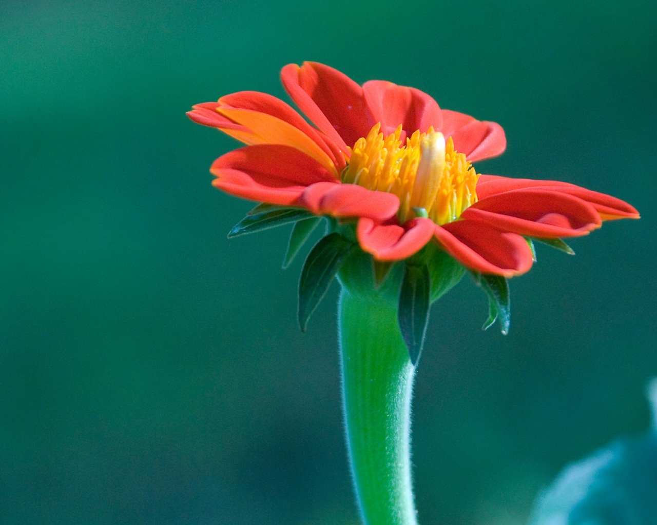 Красивый красный цветок обои