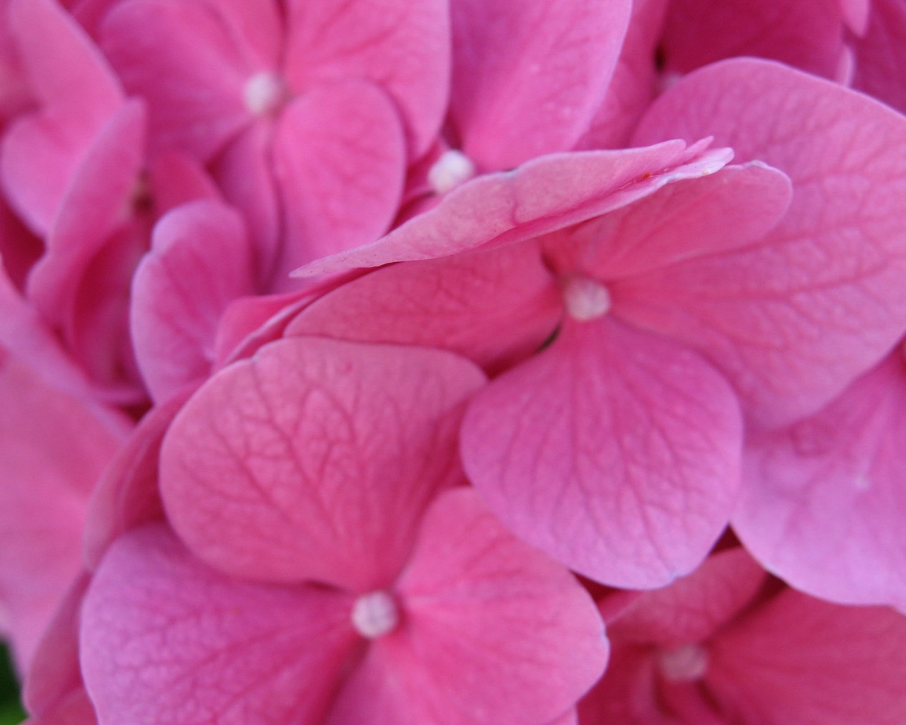 Фиолетовые нежные цветы обои