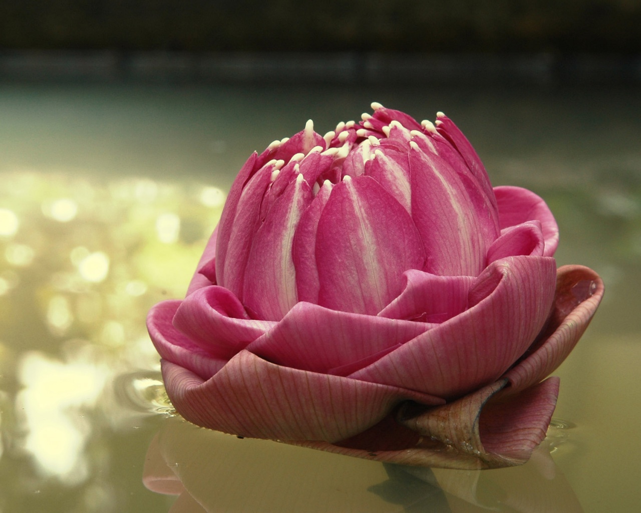 Водяной цветок обои