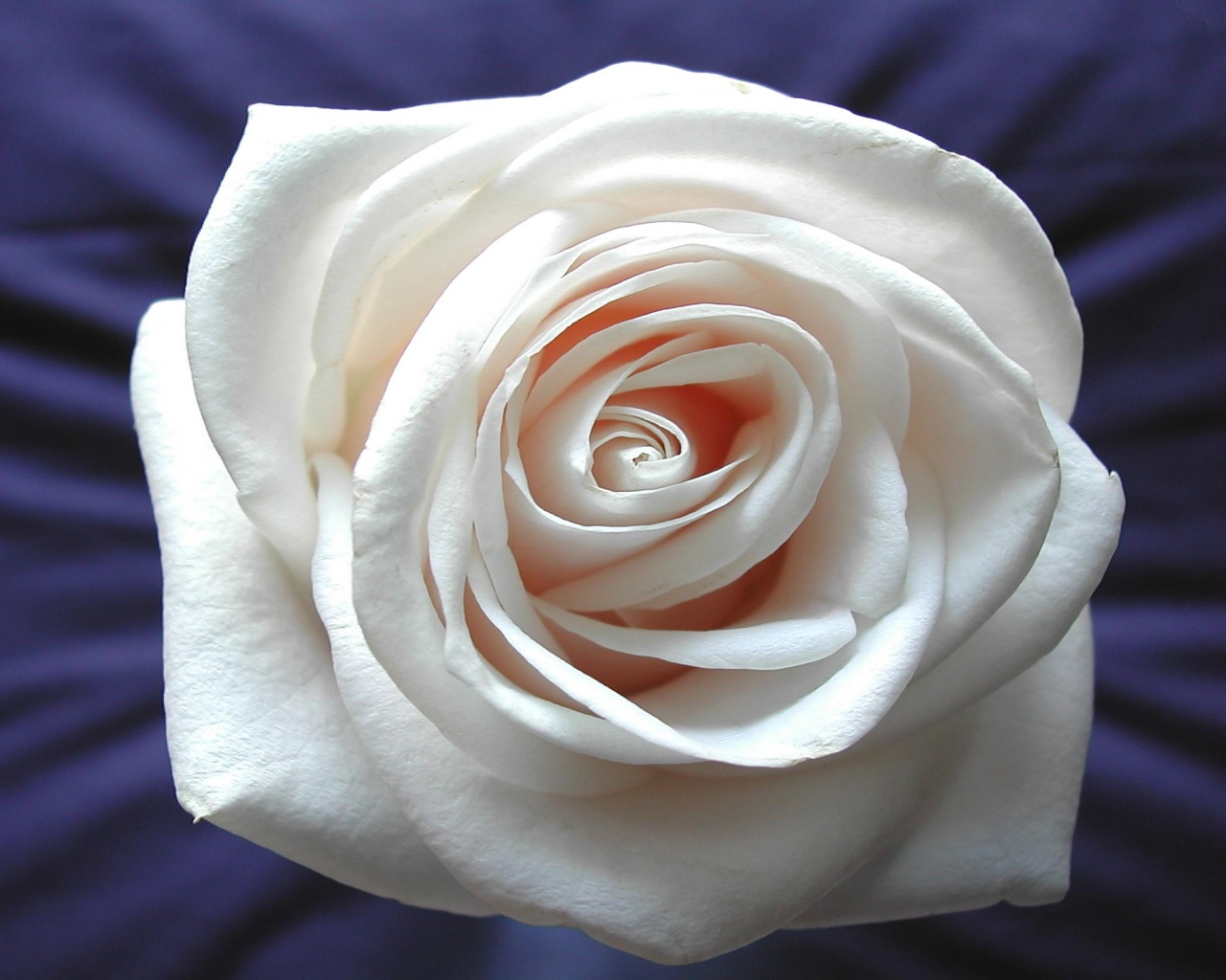 Белая роза на синей ткани обои
