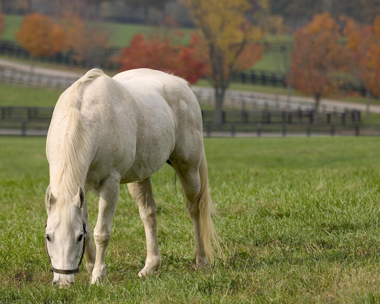 Красивая белая лошадь обои