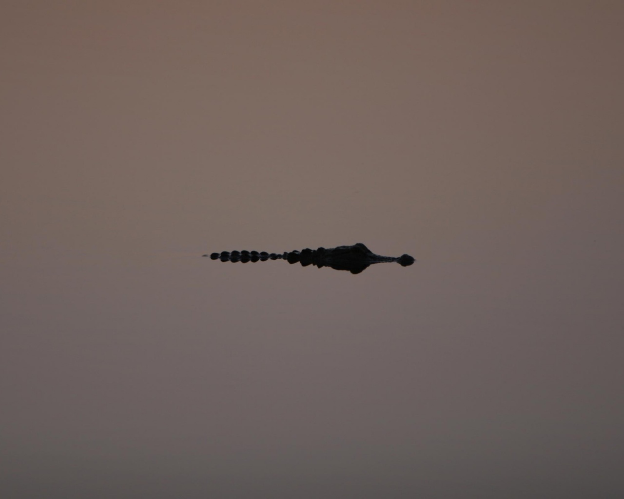 Алигатор обои