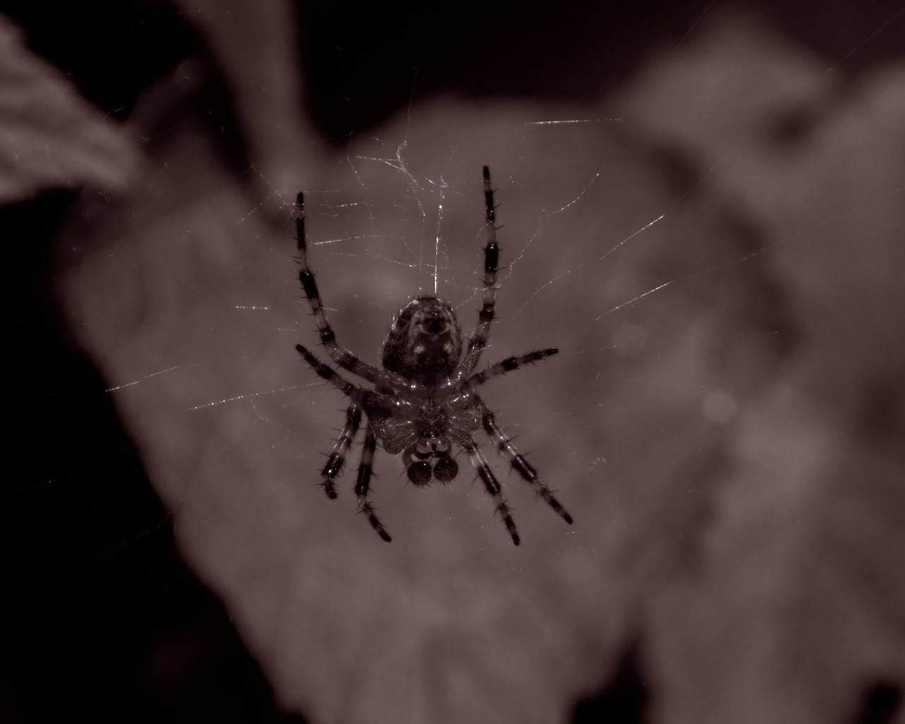 Паук на паутине обои