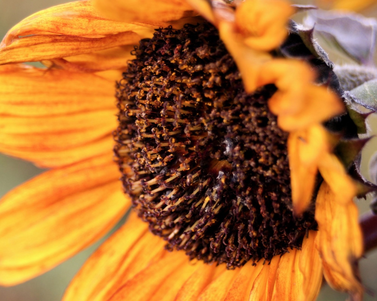 Подсолхну осенью обои