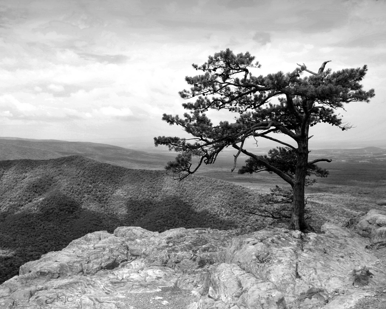 Горное дерево в черно-белых тонах обои