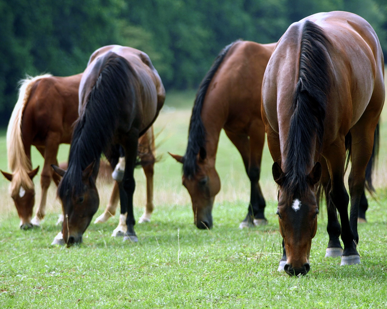 Время пощипать травку обои