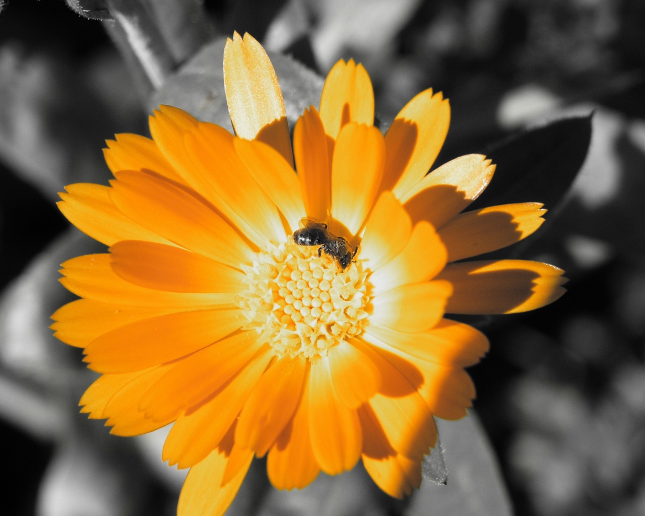 Оса на цветке обои