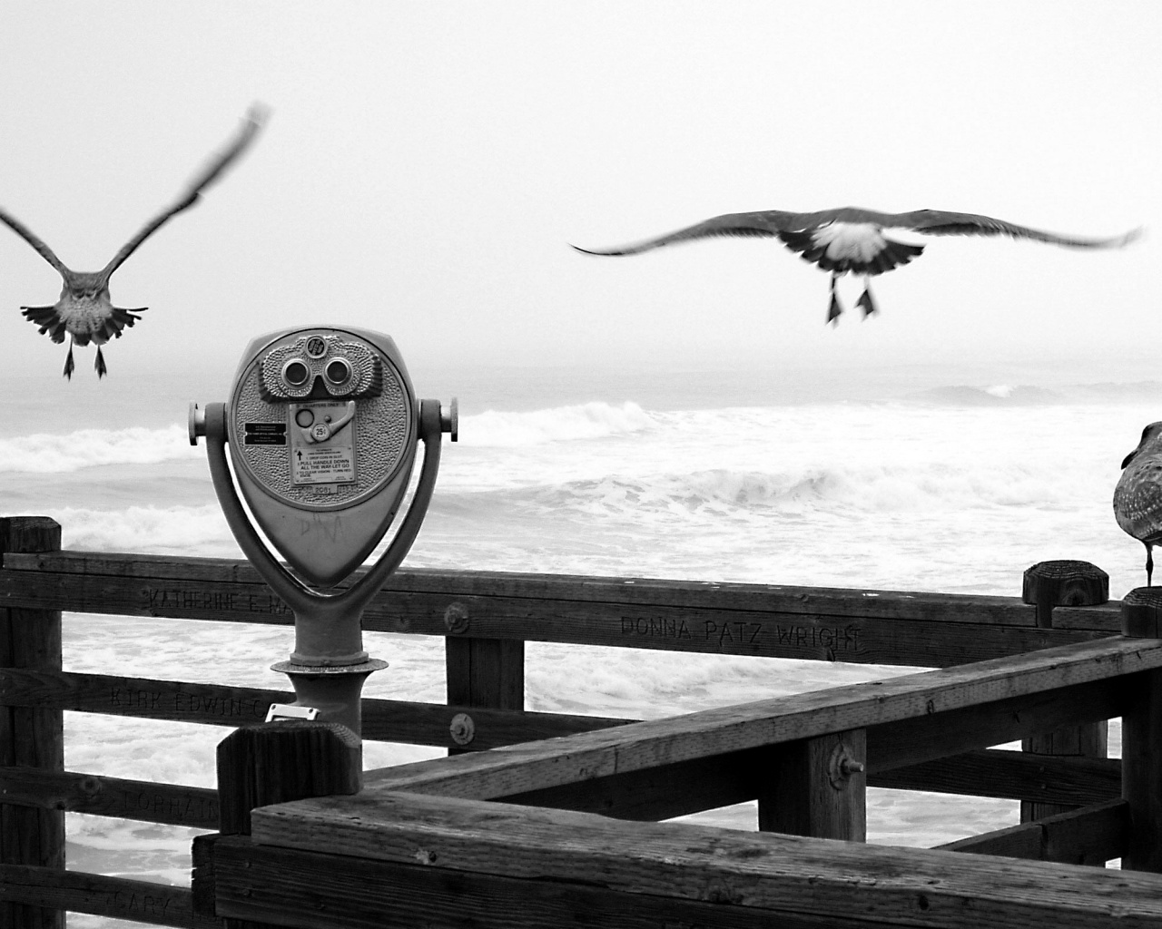 Чайки на перилах пирса обои