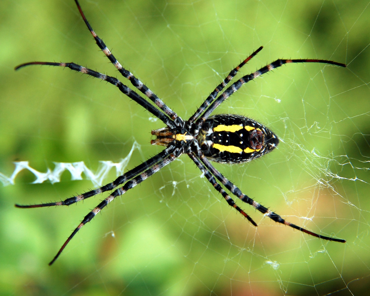 Огромный паук обои