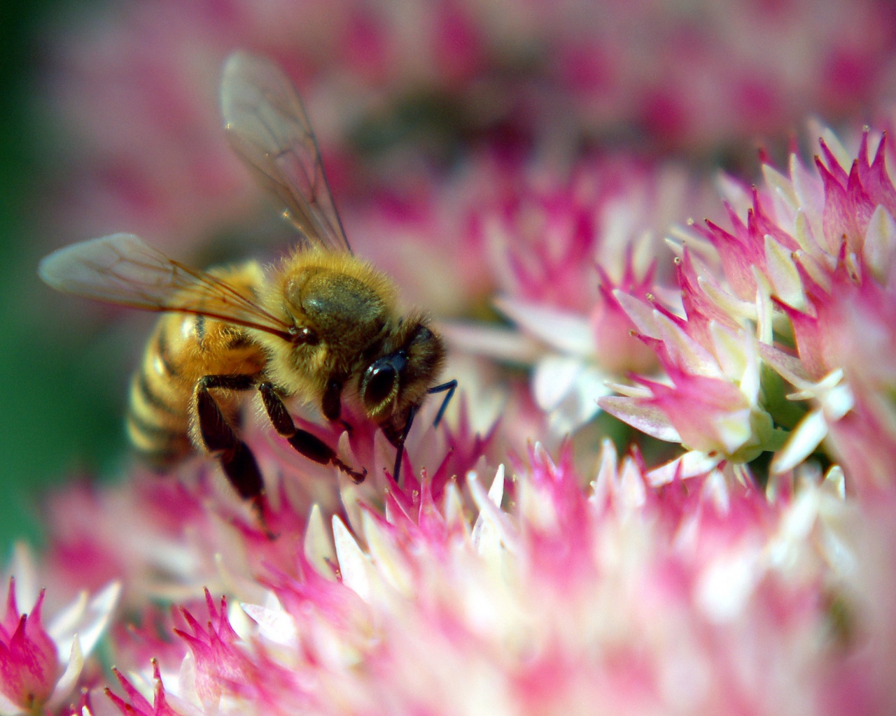 Пчела собирает пыльцу обои