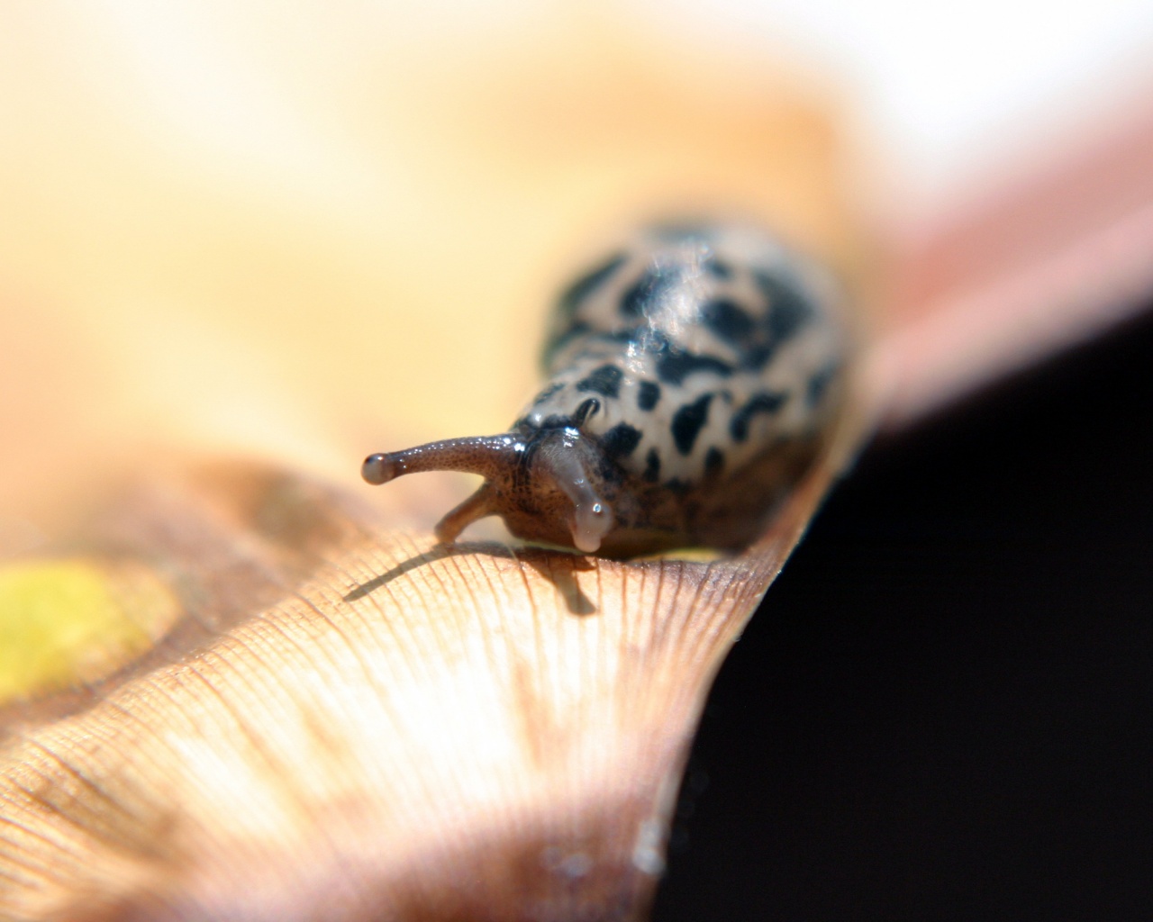 Ползущая улитка обои