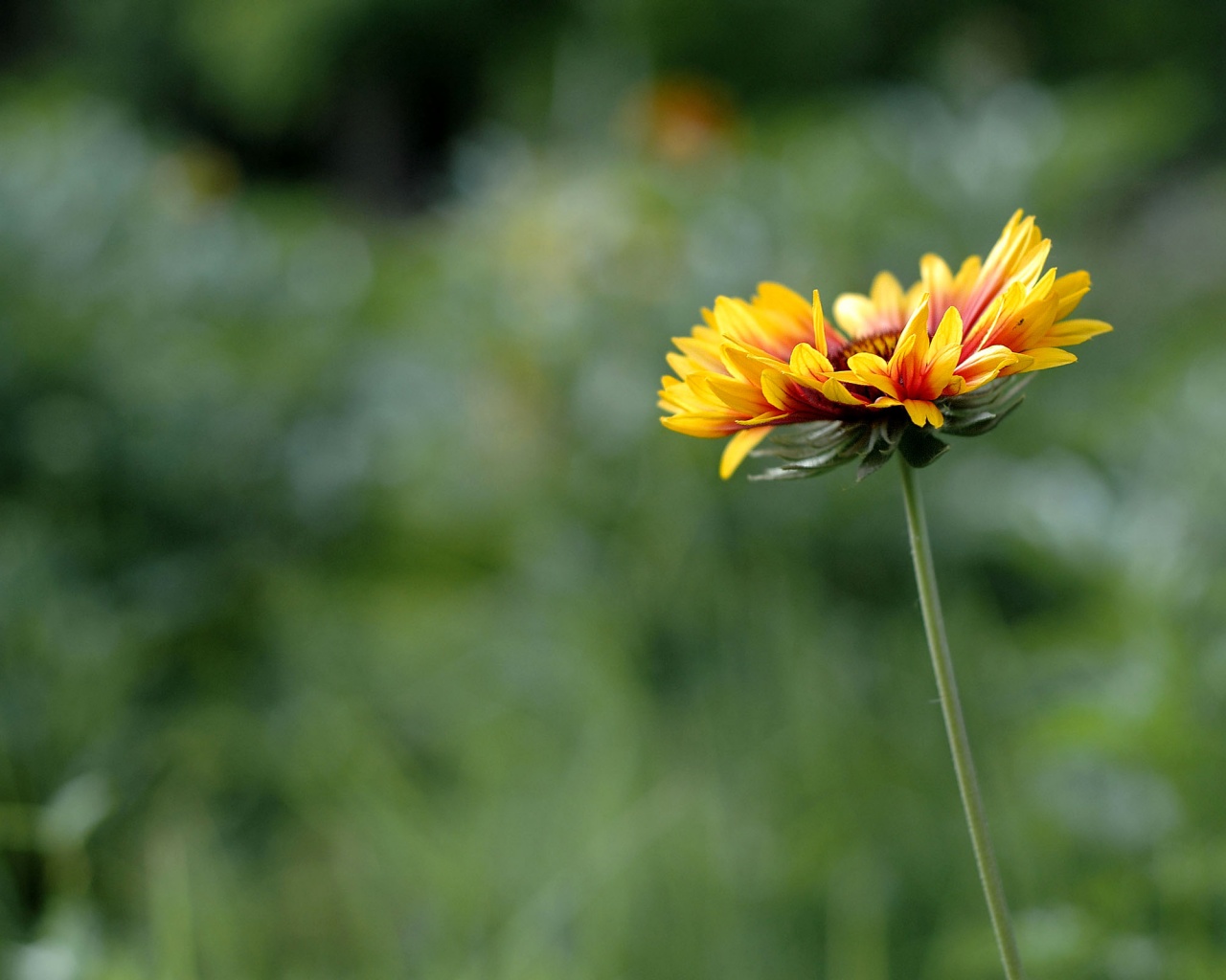 Одинокий подсолнух обои