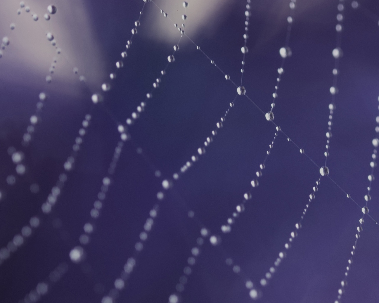 Паучья сеть обои